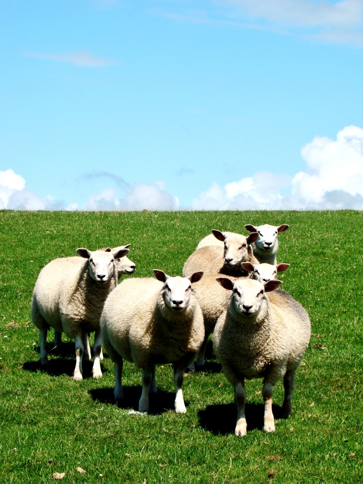 Welsh staring sheep