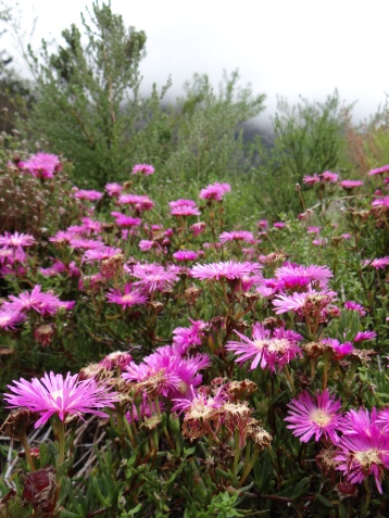 Kirstenbosch, the most beautiful garden in Africa